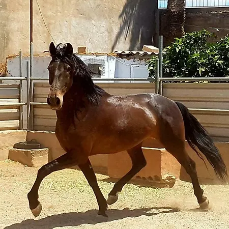 شقة La Cuadra El Calabres *